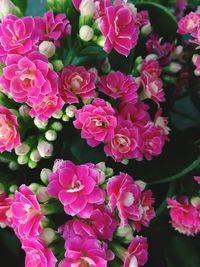 Close-up of pink flowering plants