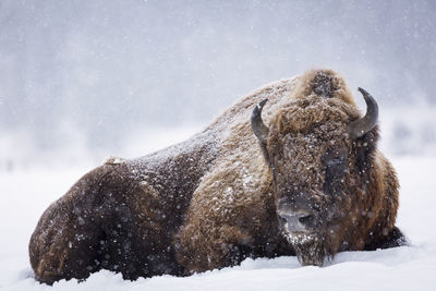 View of an animal on snow covered land