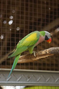 Close-up of parrot perching in cage