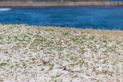 Scenic view of sea shore