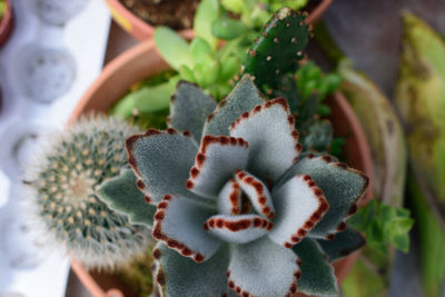 Close-up of potted plants