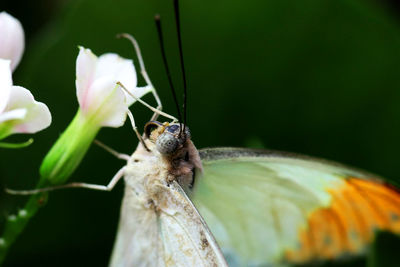 Close-up of butterfly on flower