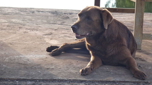 Close-up of dog sitting on footbridge