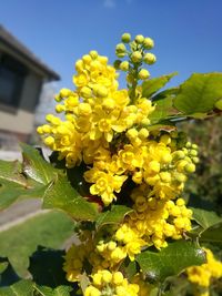 Close-up of yellow flowering plant