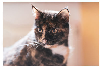 Close-up of cat looking away