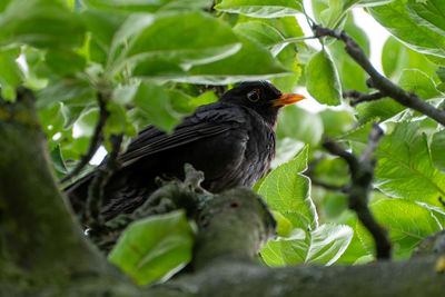 Bird perching on a plant