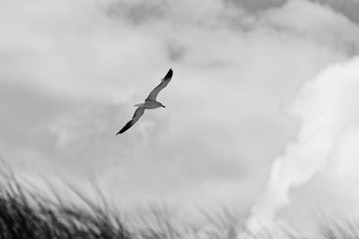 Low angle view of seagull flying