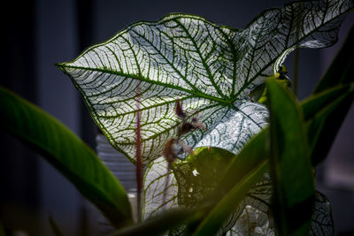 Close-up of leaves