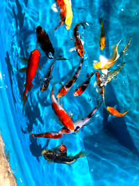 Fish swimming in sea