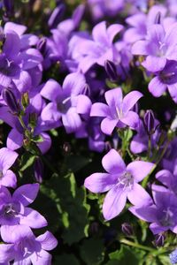 Close-up of purple flowers