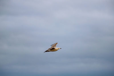 Low angle view of seagull flying