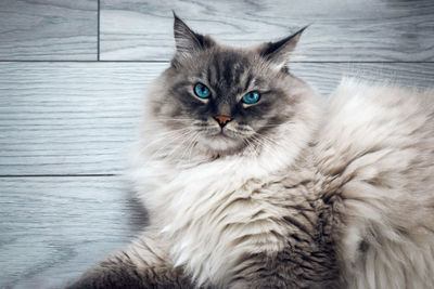 Close-up portrait of a cat