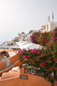 Pink flowering plants and buildings against clear sky