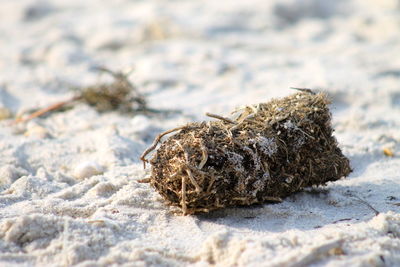 Close-up of lizard on sand at beach