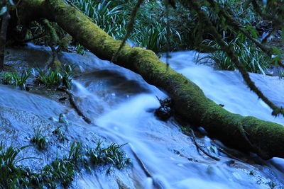 Scenic view of waterfall in forest