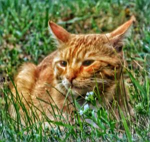 Close-up of cat