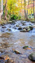 River flowing in forest