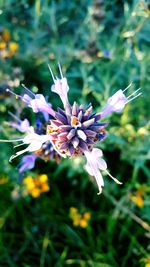 Close-up of purple flowers