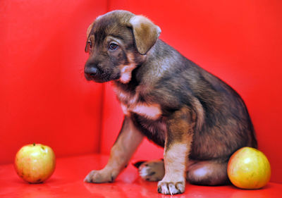 High angle view of a dog