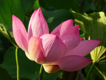 Close-up of pink lotus water lily