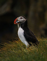 Puffin carrying saltwater eels in beak on grass