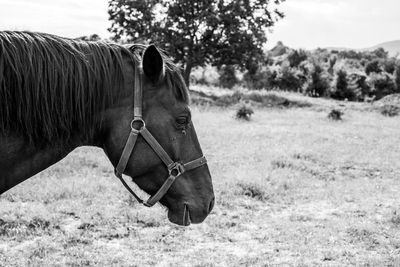 Close-up of horse on field