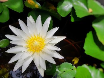 Close-up of white and yellow flowering plant