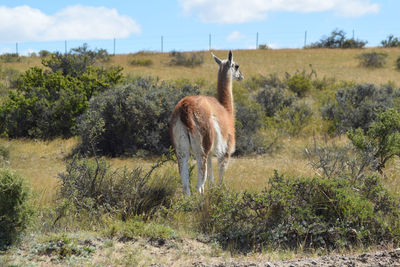 Horse standing in a field