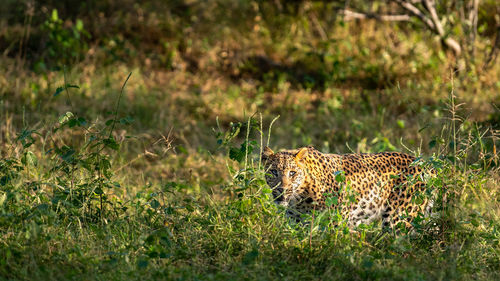 View of a cat on field
