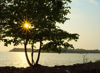 Sun shining through trees