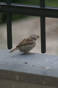 Bird perching on railing