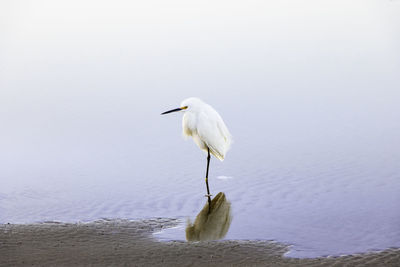 Bird on beach