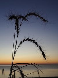 Silhouette plants by sea against sky at sunset