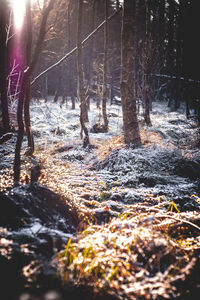 Trees on field in forest during winter