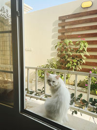 Cat looking through window