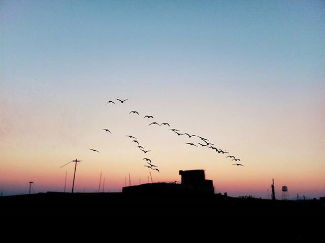 bird, animal themes, sunset, silhouette, animals in the wild, wildlife, flying, flock of birds, clear sky, copy space, orange color, nature, beauty in nature, landscape, scenics, sky, tranquil scene, tranquility, low angle view