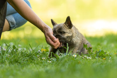 Close-up of hand holding cat on field