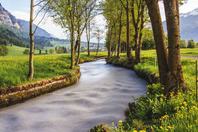 Scenic view of stream along trees