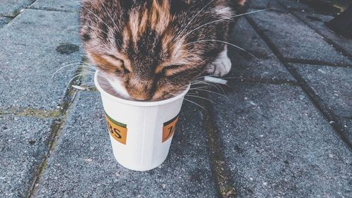 High angle view of cat on footpath