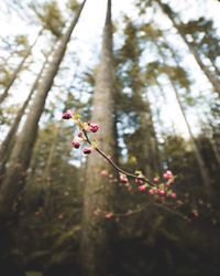 Low angle view of flowers growing on tree