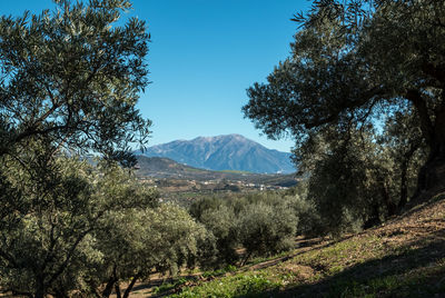 Scenic view of landscape against clear blue sky