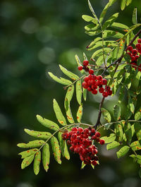 Close-up of red berries growing on tree