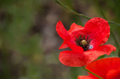 Close-up of insect on red flower