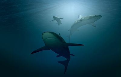 High angle view of shark swimming in sea