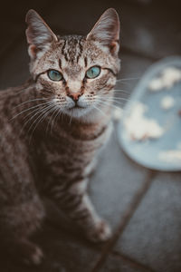 Close-up portrait of tabby cat