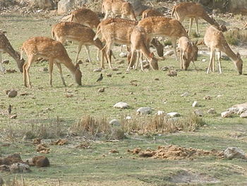 Horses grazing in pasture