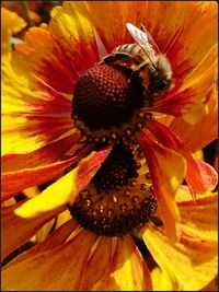 Macro shot of insect on yellow flower