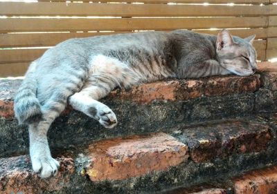 Cat sleeping outdoors