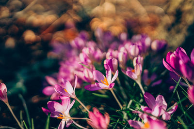 Close-up of purple flowering plants