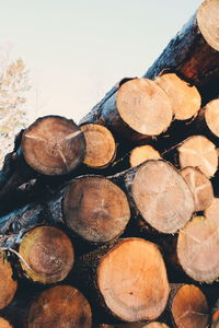 Stack of logs in forest